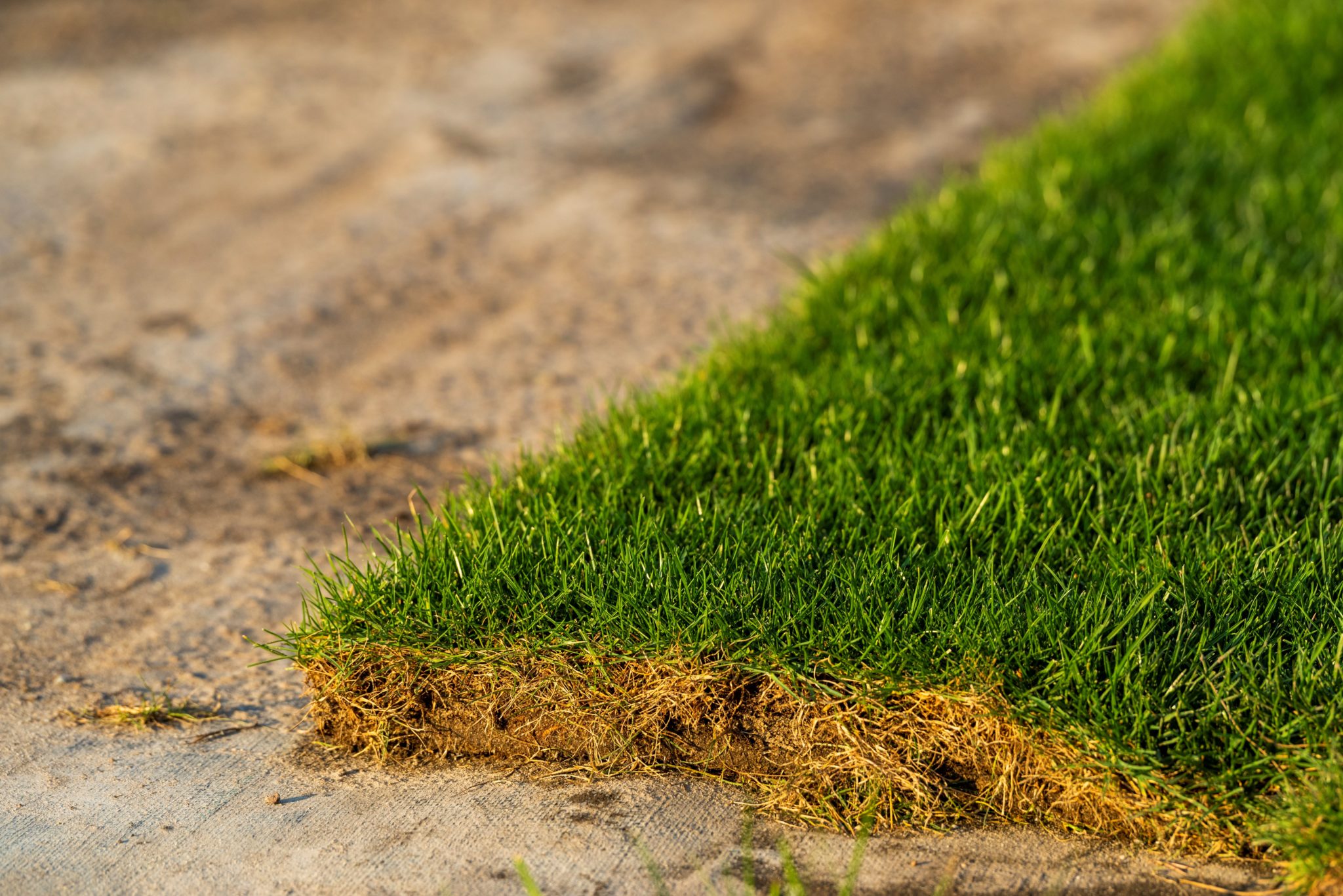 Cuándo y cómo replantar el césped Mvgarden