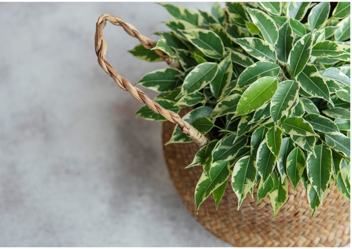 Ficus benjamina