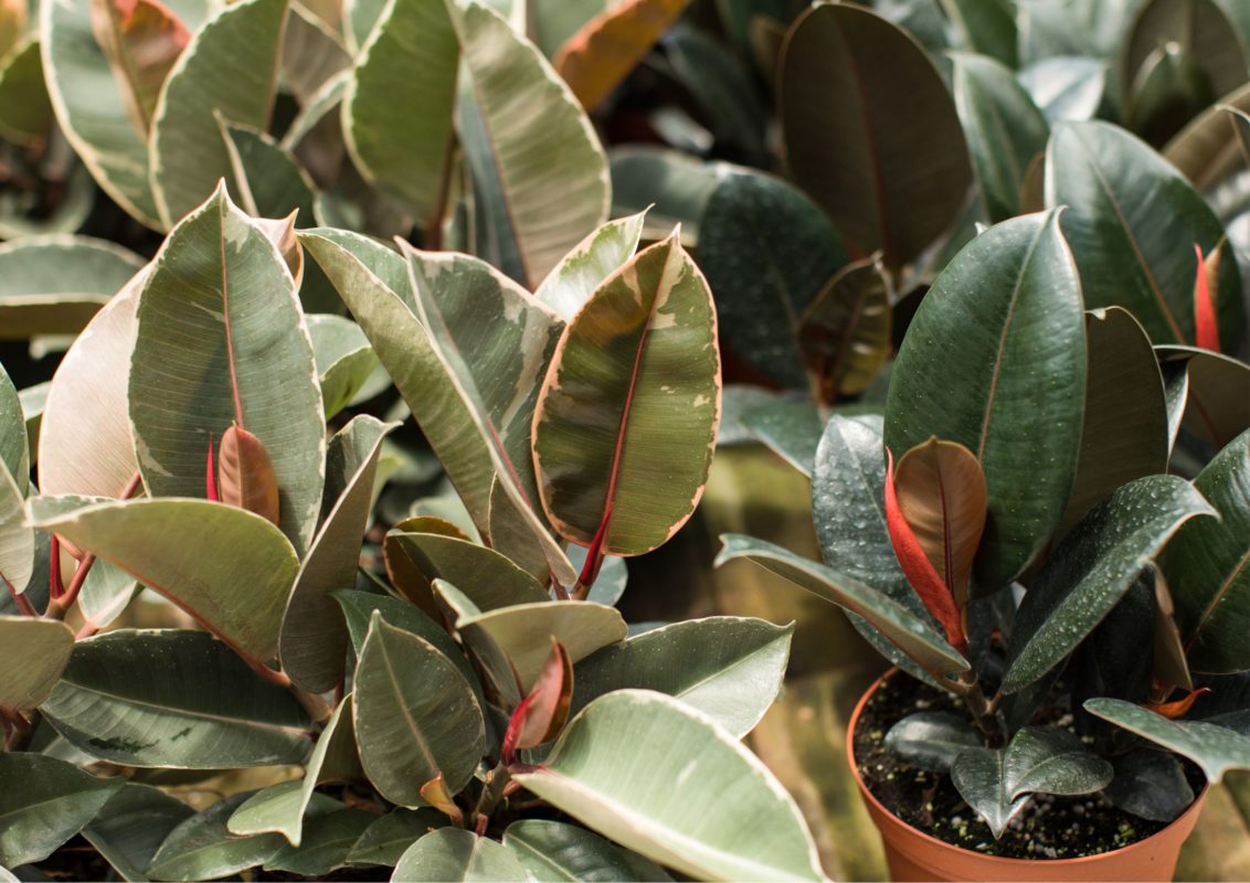 Ficus elástica